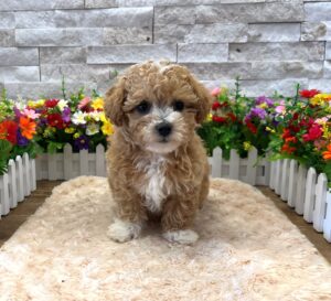 Maltipoo – 8948
