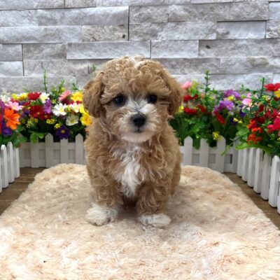 Todd Maltipoo