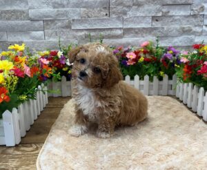 Maltipoo – 8869