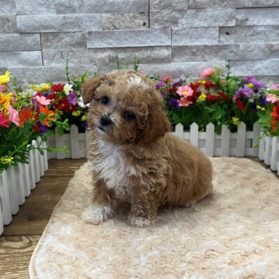 Chip Maltipoo