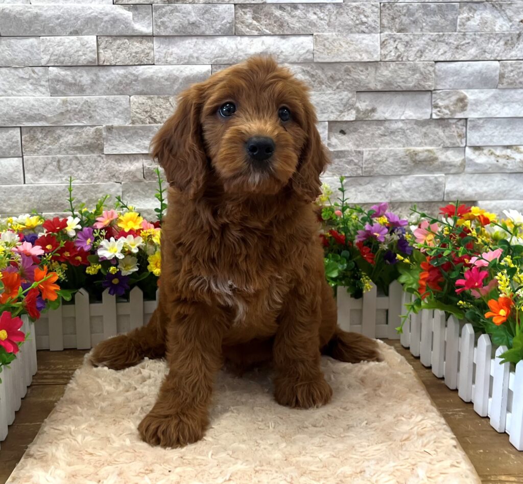 Goldendoodle Mini F1 - 4250 - Image 1