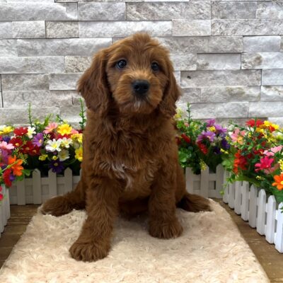 Odie Goldendoodle Mini F1