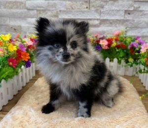 Furrylicious® Pomeranian