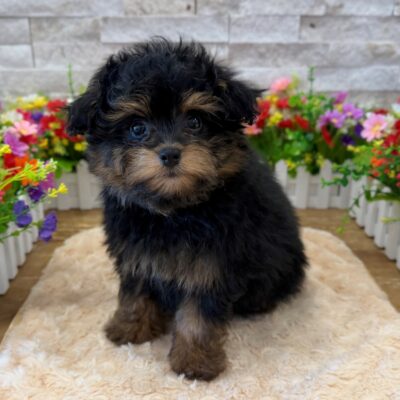BooBoo PomAPoo