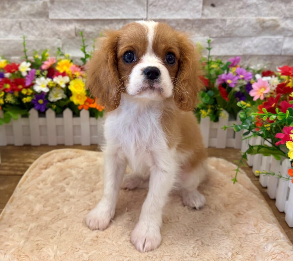 Cavalier King Charles Spaniel - 9998 - Image 1