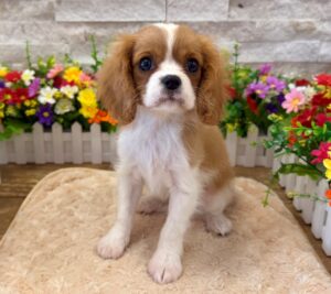 Furrylicious® Cavalier King Charles Spaniel puppy available