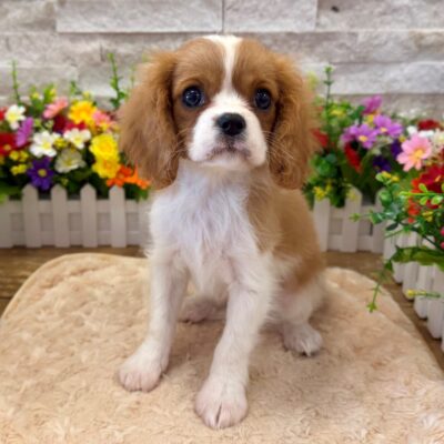 Francine Cavalier King Charles Spaniel