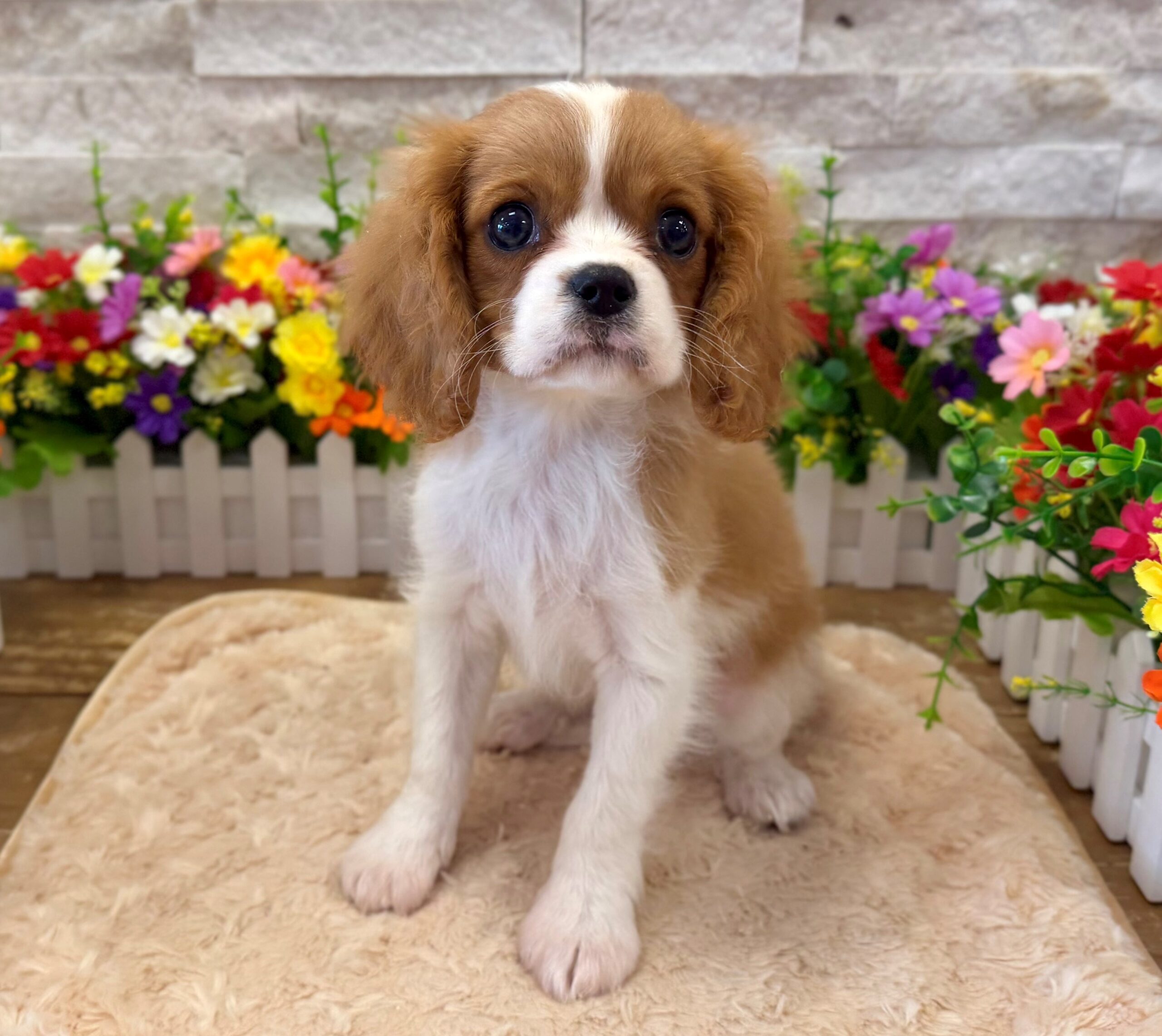 Cavalier King Charles Spaniel in Bridgewater, NJ