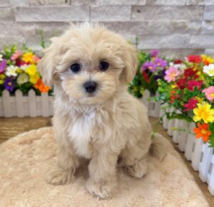 Maltipoo – 0197
