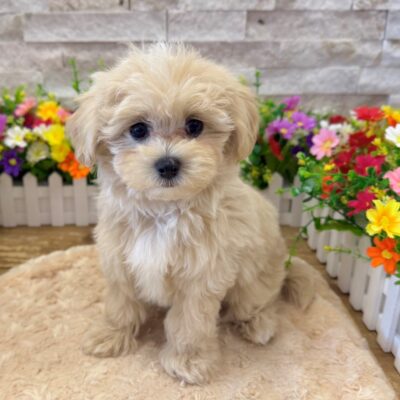 Skeeter Maltipoo