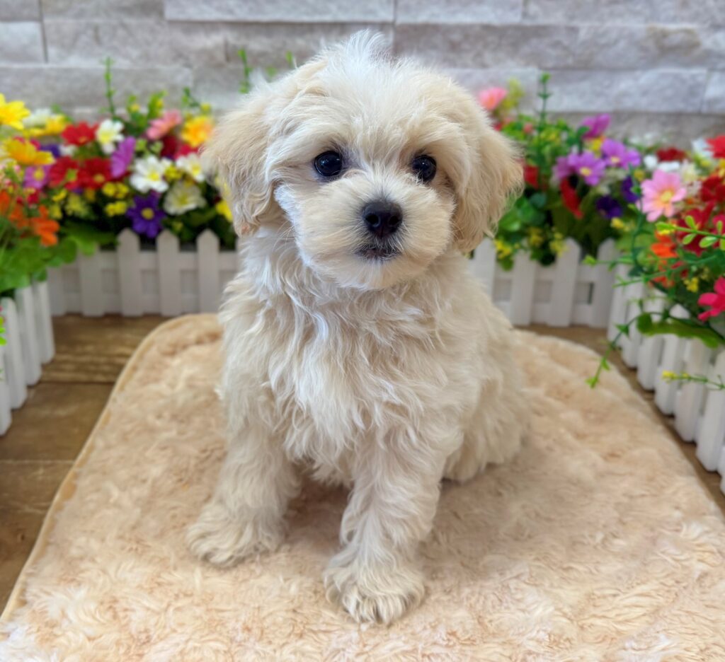 Maltipoo - 0199 - Image 1