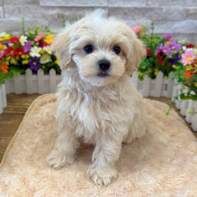 Doug Maltipoo