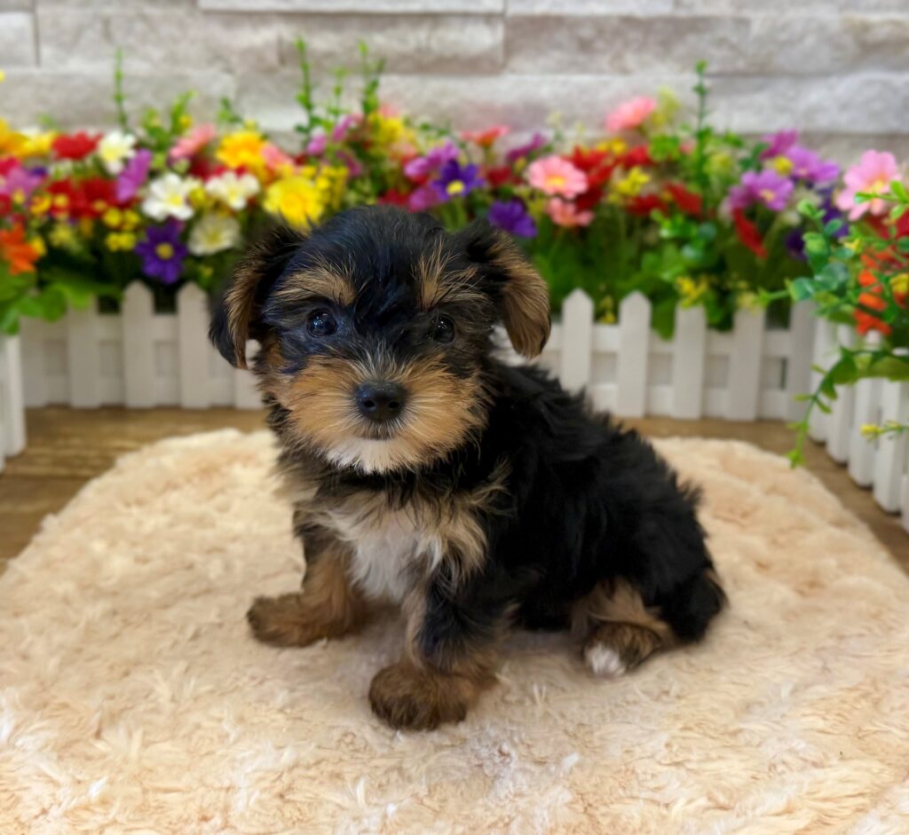 Yorkshire Terrier - 8807 - Image 1