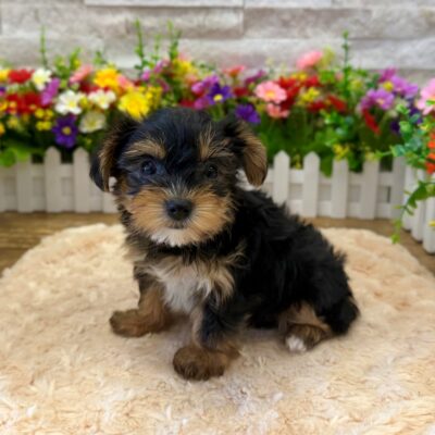 Mina Yorkshire Terrier