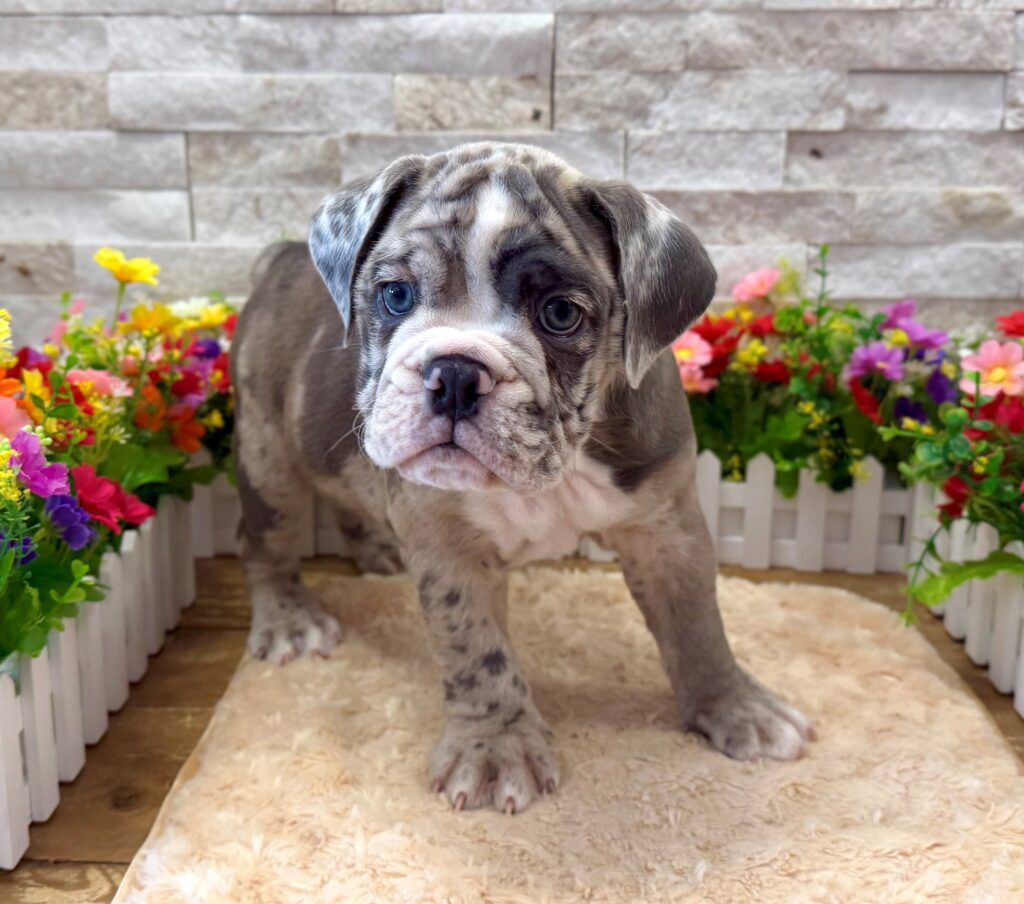 English Bulldog - 6762 - Image 1