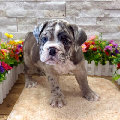 Rubble  English Bulldog