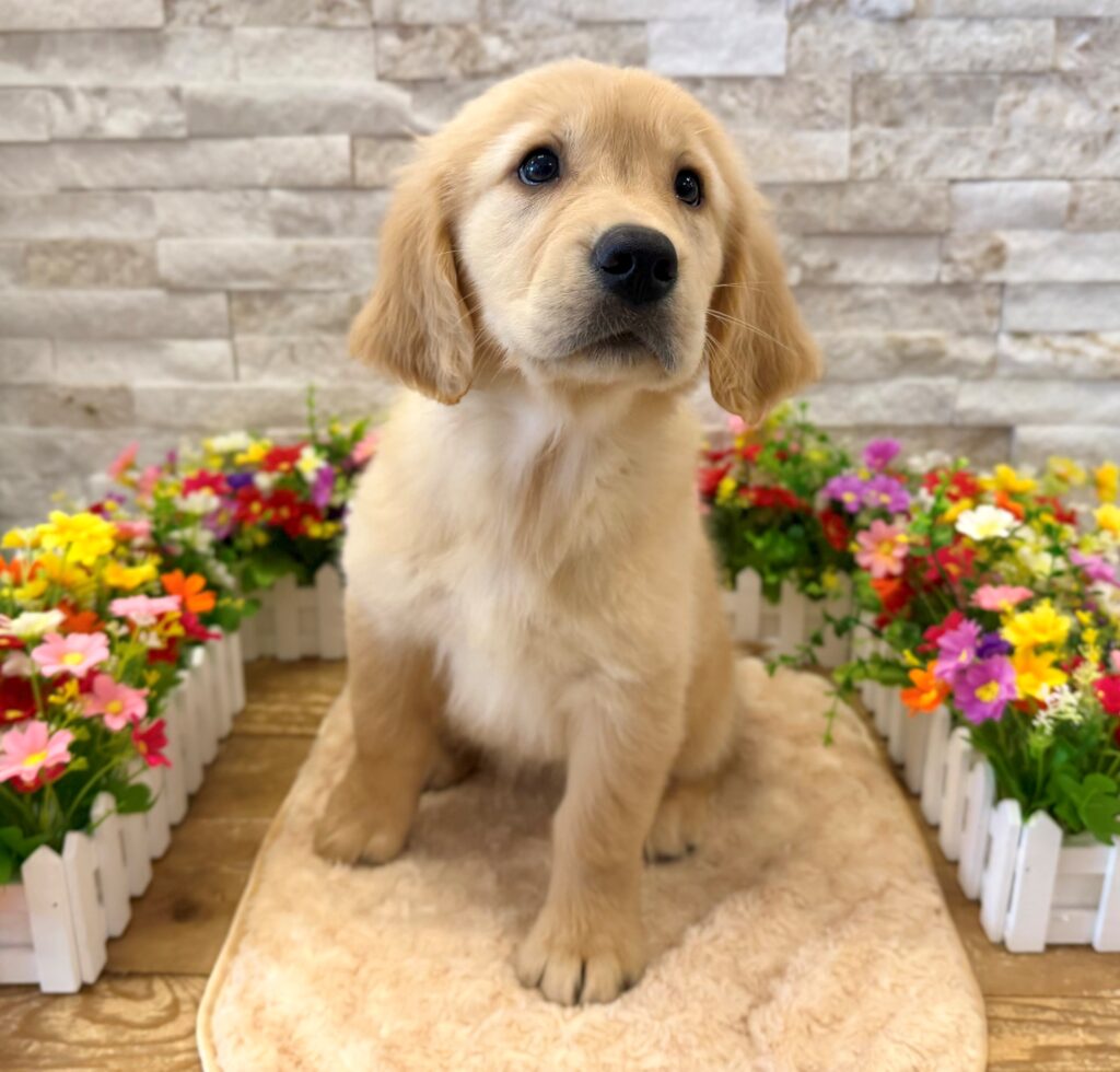 Golden Retriever -5747 - Image 1