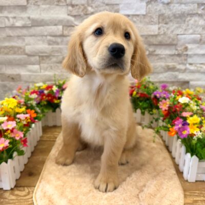 Marcie Golden Retriever