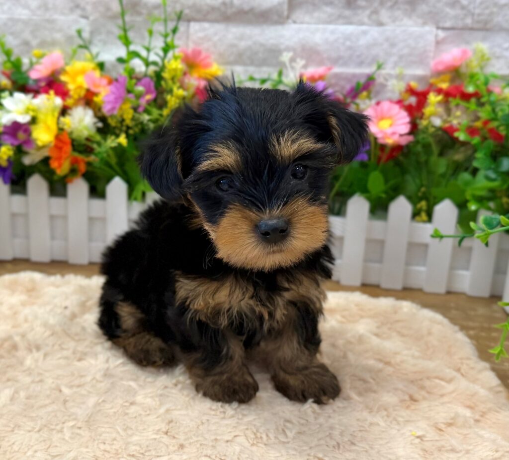 Yorkshire Terrier - 8809 - Image 1