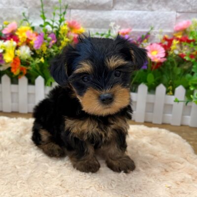 Daria Yorkshire Terrier