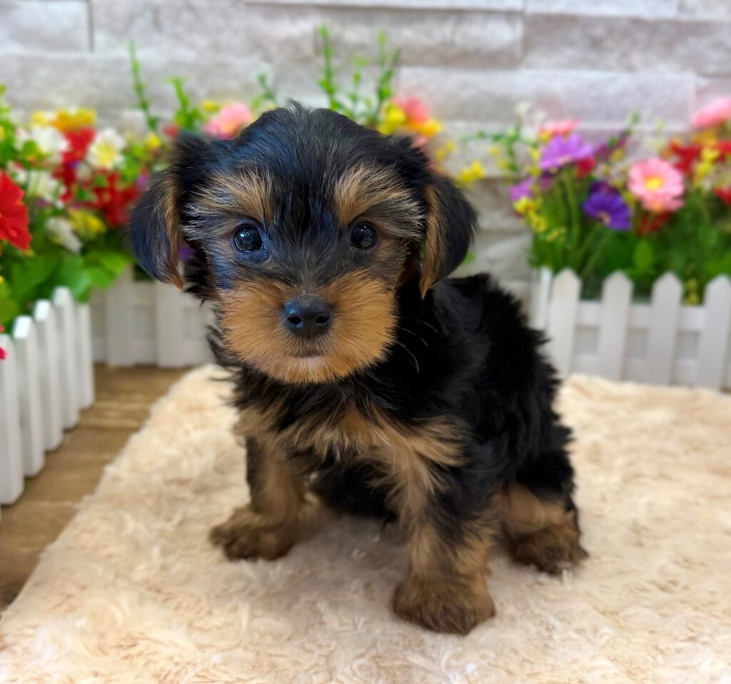 Yorkshire Terrier - 8806 - Image 1