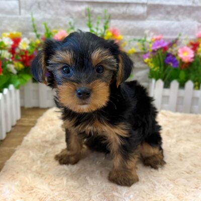 Flex Yorkshire Terrier