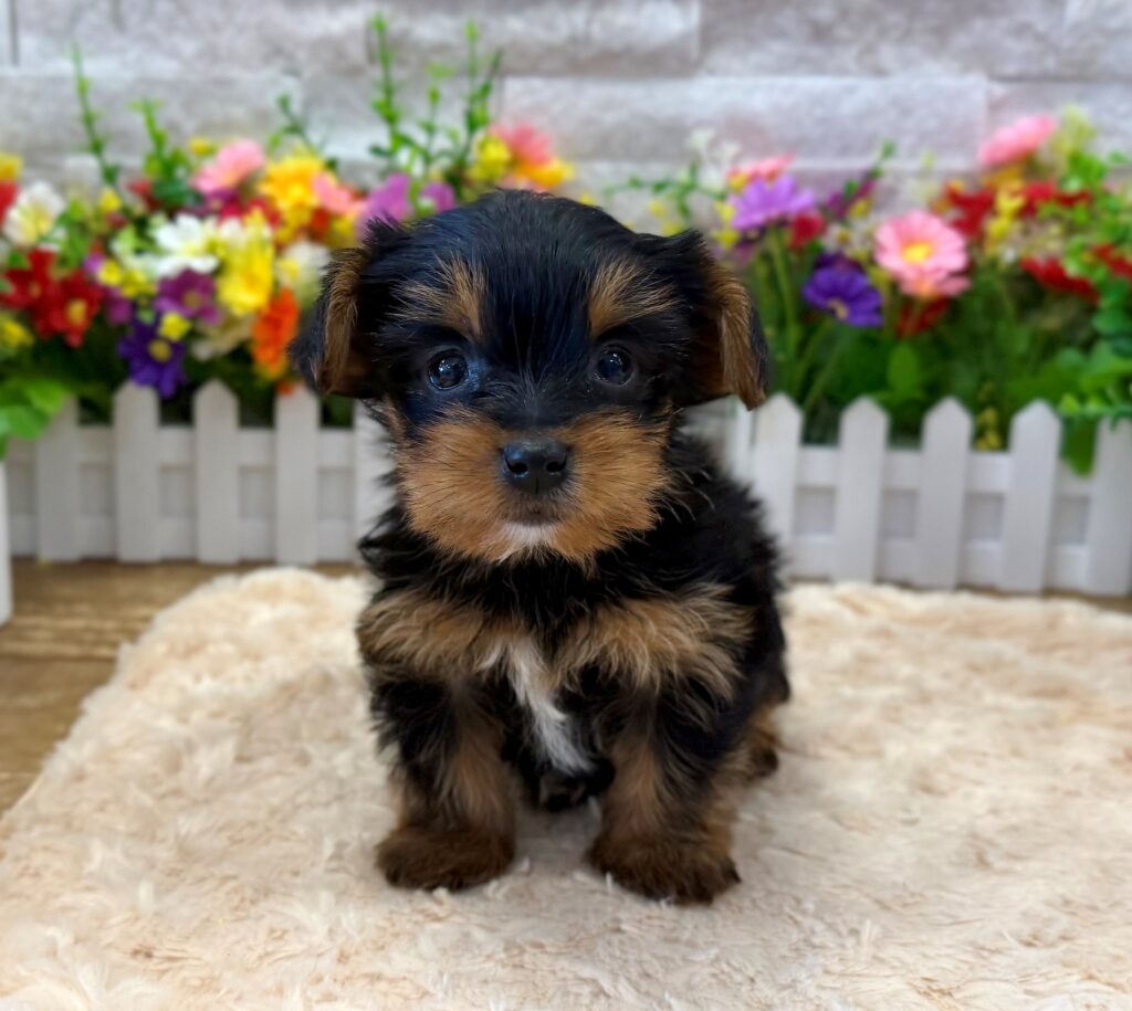Yorkshire Terrier - 8808 - Image 1