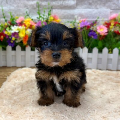 Bam Bam  Yorkshire Terrier