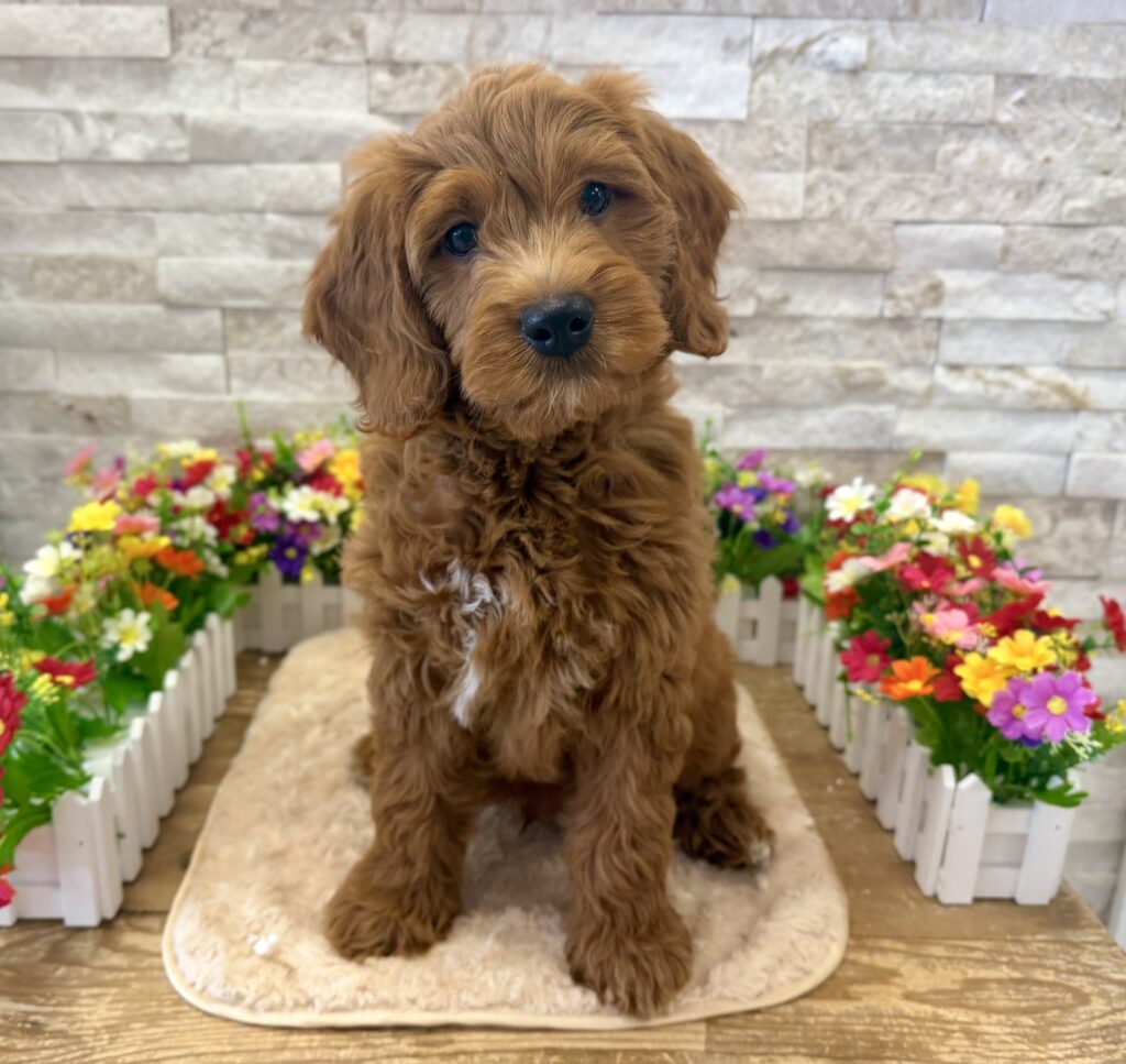 Goldendoodle Mini F1 - 4250 - Image 1