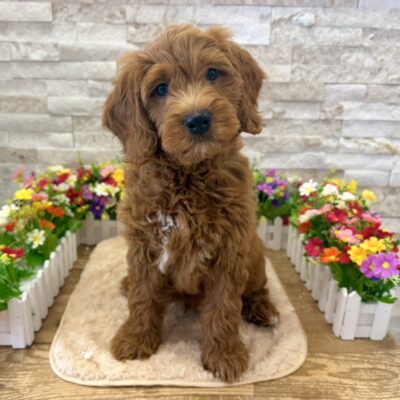 Odie Goldendoodle Mini F1