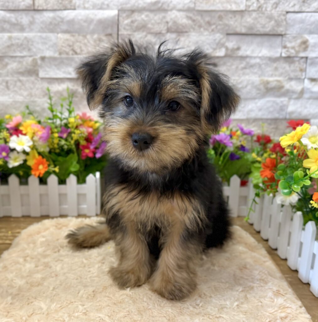 Yorkshire Terrier -8812 - Image 1