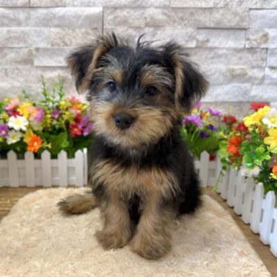 Judo Yorkshire Terrier