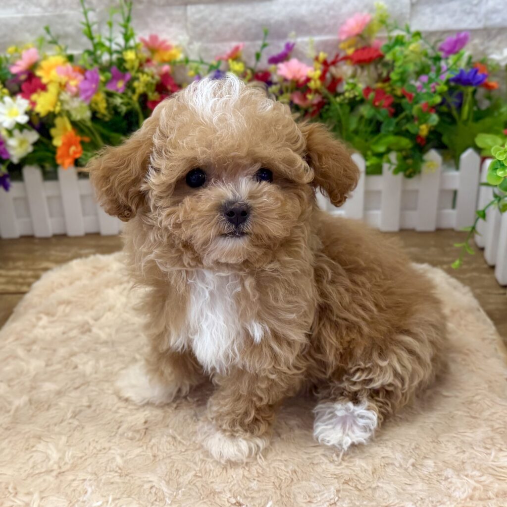 Maltipoo - 8869 - Image 1