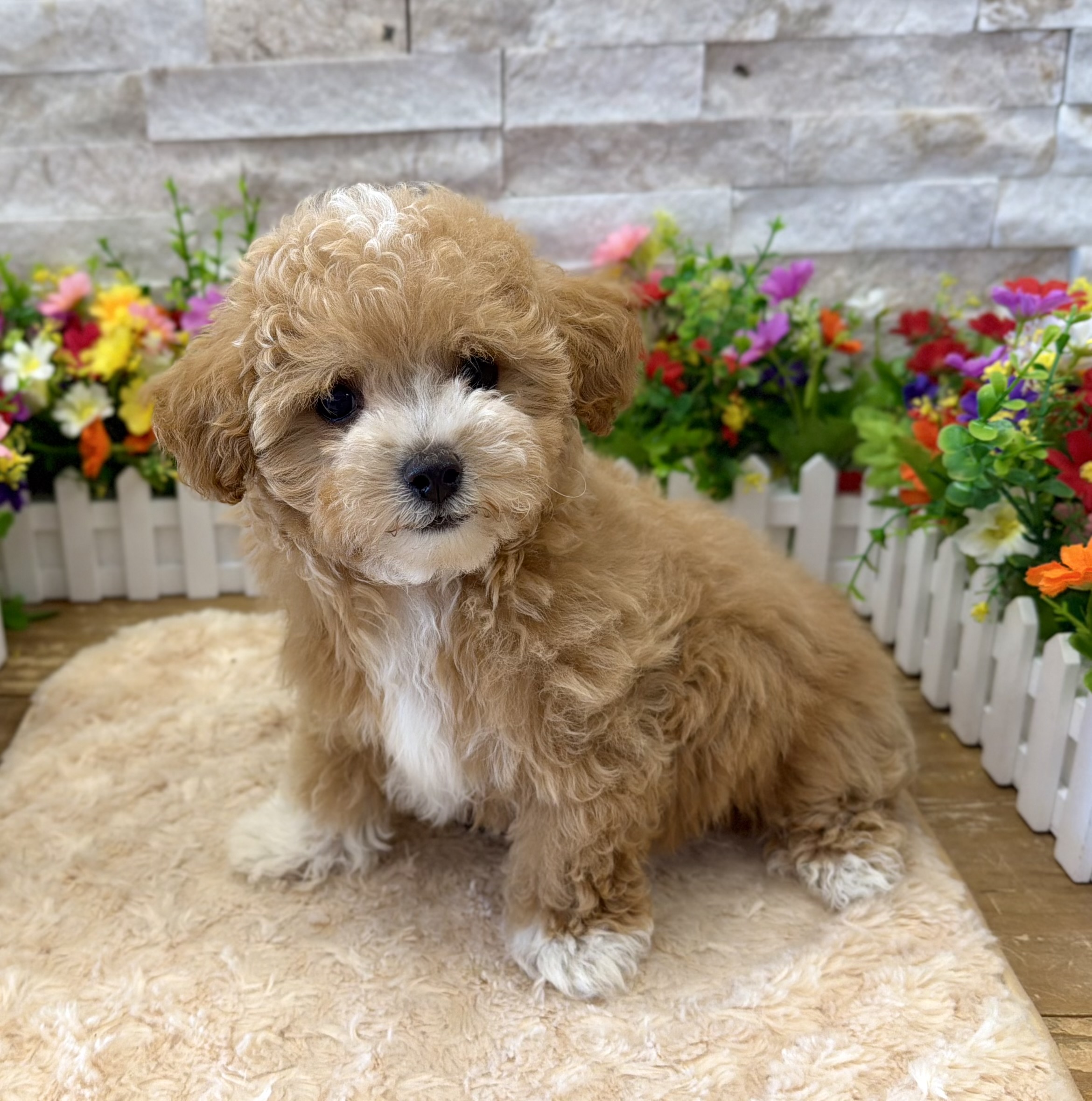 Maltipoo - 8948 - Furrylicious®