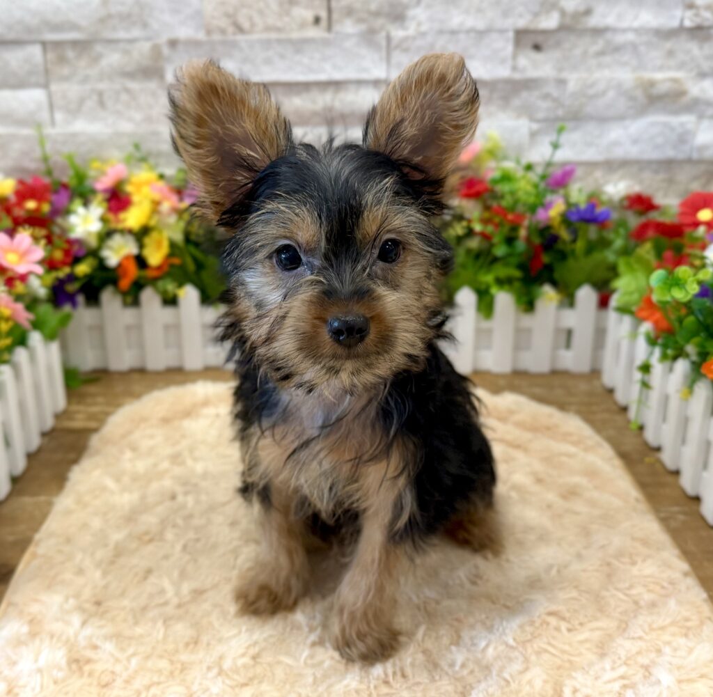 Yorkshire Terrier - 8811 - Image 1