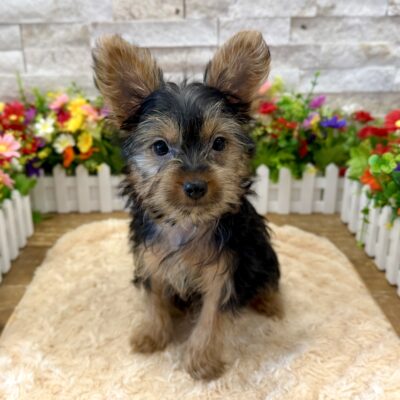 Chloe Yorkshire Terrier