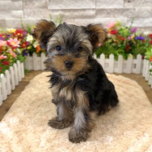 Furrylicious® Yorkshire Terrier puppy available