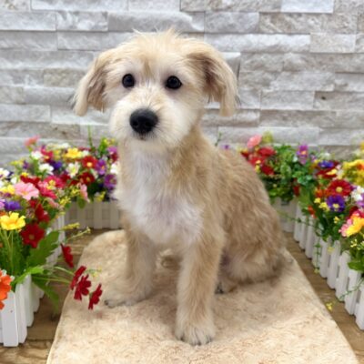 Emmett Yorkipoo
