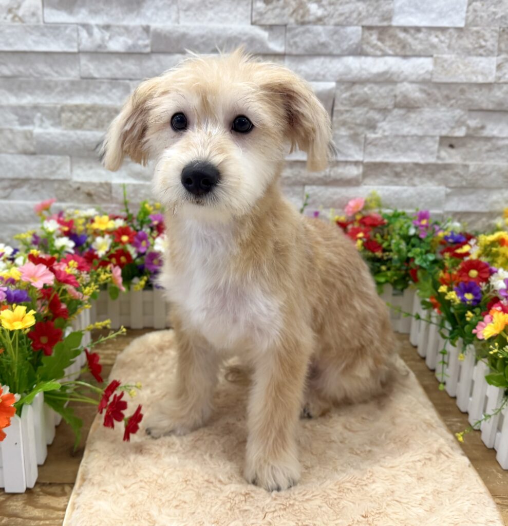 Yorkipoo - 8992 - Image 1