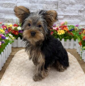 Furrylicious® Yorkshire Terrier puppy available