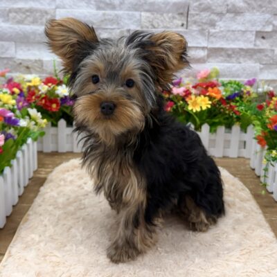 Indy Yorkshire Terrier