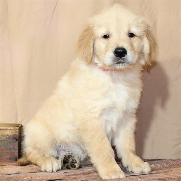 Golden Retriever - 0474 - Image 2