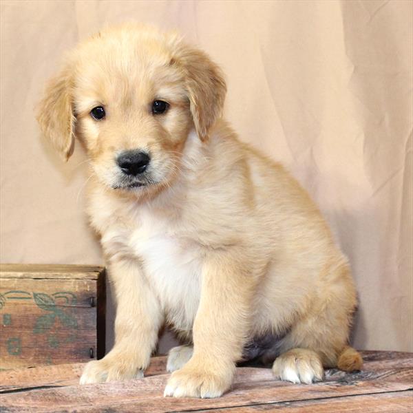 Golden Retriever - 0464 - Image 2