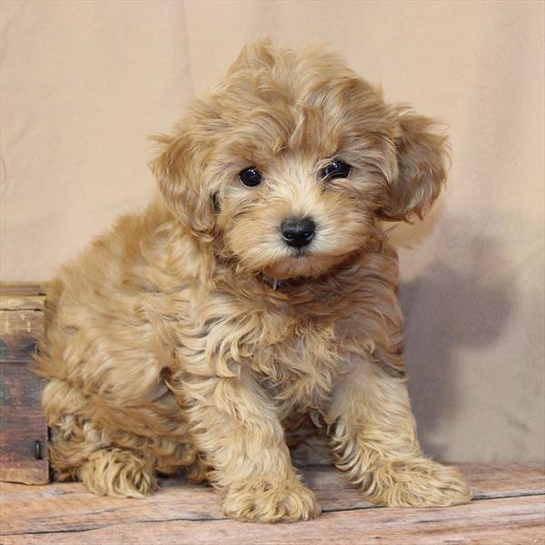 MorkiePoo - 4992 - Image 2