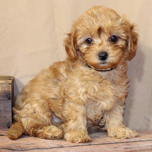 MorkiePoo - 5009 - Image 2