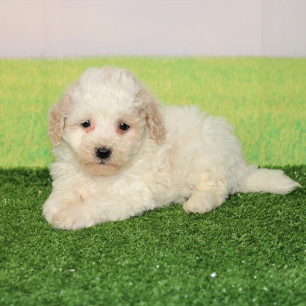Bichapoo - 8409 - Image 2
