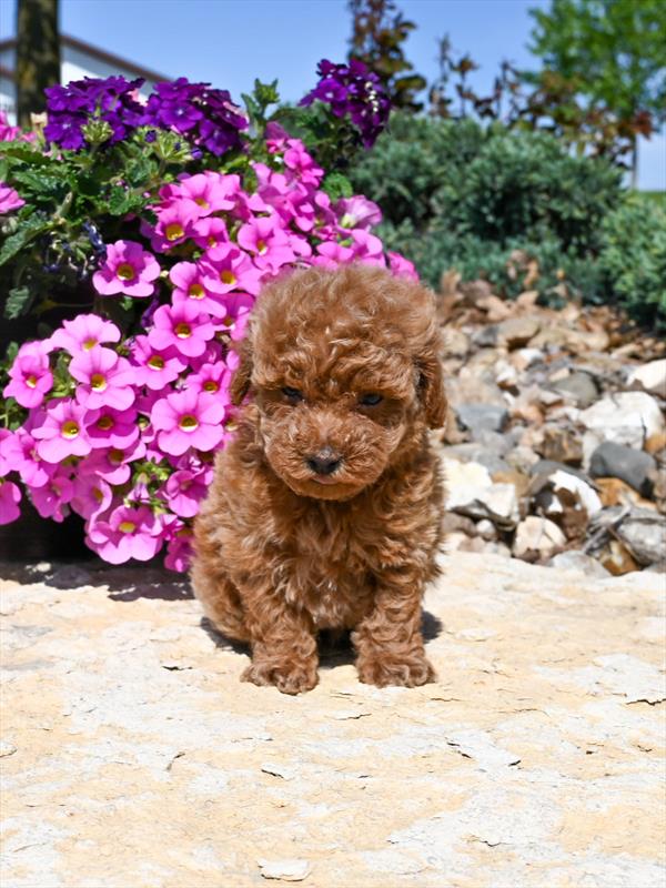 Poodle Mini - 4303 - Image 2