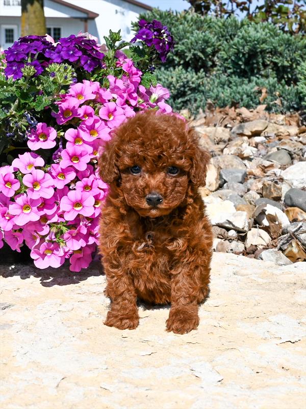 Poodle Mini - 4305 - Image 2