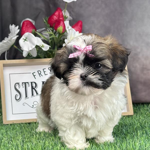Shih Tzu - 5178 - Image 2