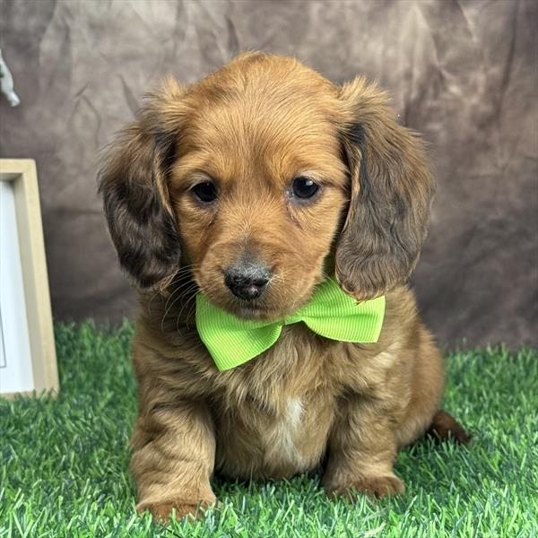 Dachshund - 6808 - Image 2